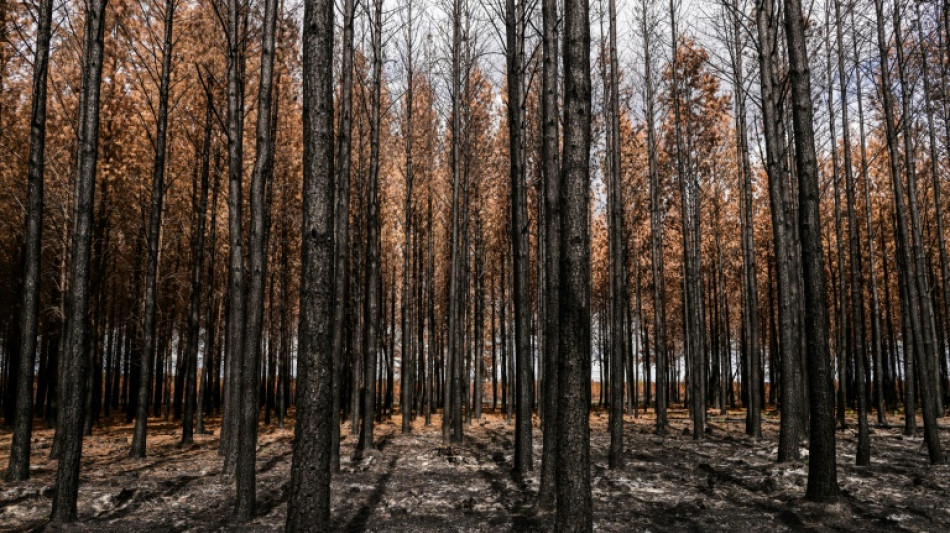 Apr&egrave;s les incendies, le devenir incertain du bois br&ucirc;l&eacute;