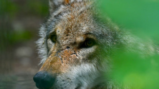 Bundestag macht Weg f&uuml;r Aufnahme des Wolfes ins Jagdgesetz frei