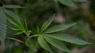 Blienert fordert im Zuge von Cannabis-Legalisierung mehr Mittel f&uuml;r Pr&auml;vention