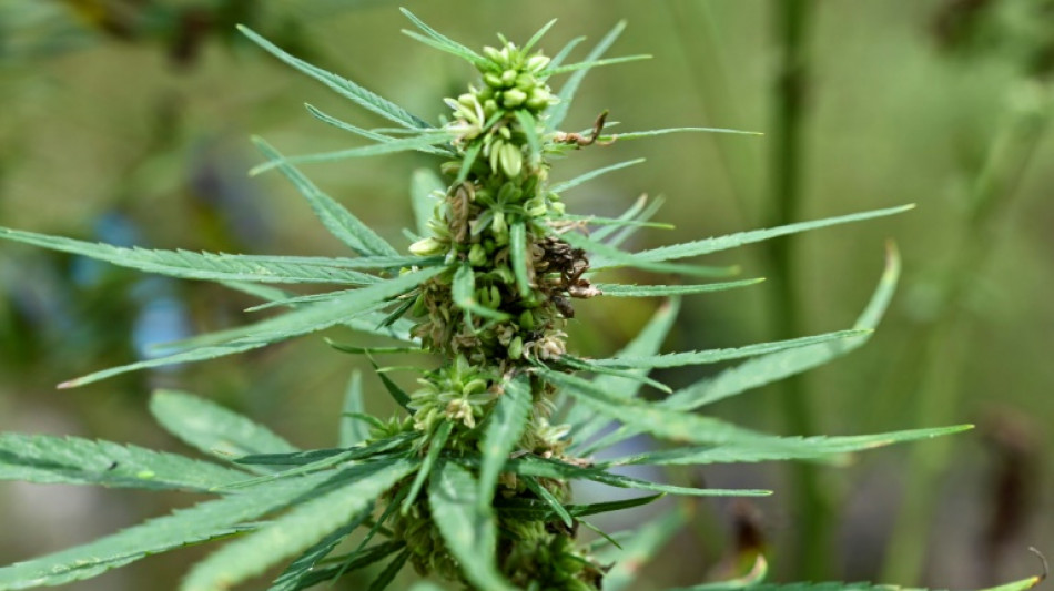 Polynésie: relaxe pour un père qui soignait son fils handicapé avec de l’huile de cannabis