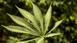 Gericht: Regelm&auml;&szlig;iger Cannabiskonsum kann zu Entzug von F&uuml;hrerschein f&uuml;hren
