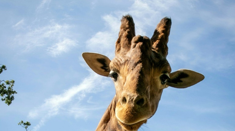 Dresdner Giraffenbulle verweigert Umzug nach D&auml;nemark