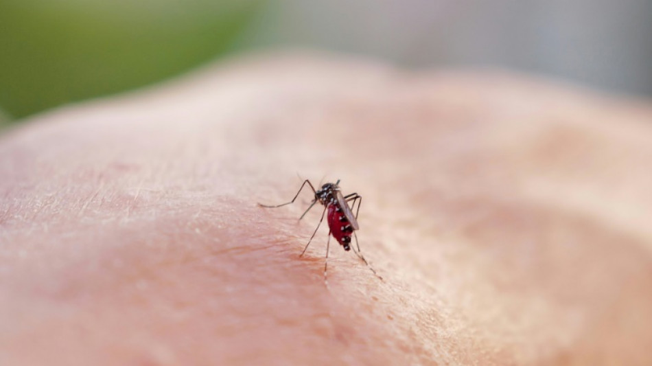 À La Réunion, le chikungunya frappe fort et vite
