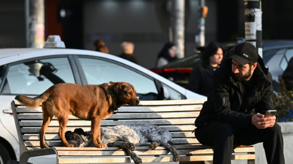 Georgia's street dogs stir affection, fear, national debate