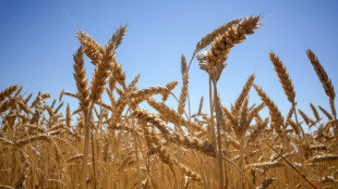 Los precios de los alimentos alcanzan un nivel r&eacute;cord en el mundo debido a la guerra en Ucrania