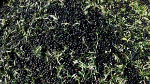 Olives espagnoles: l'UE autorisée à imposer des sanctions contre les Etats-Unis, selon l'OMC