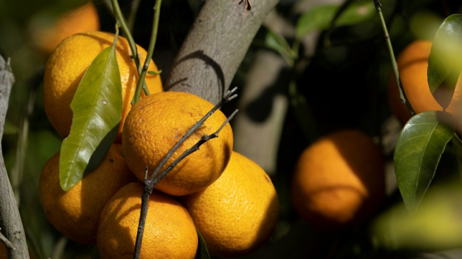 Preis f&uuml;r Orangensaft steigt in den USA auf Rekordhoch 