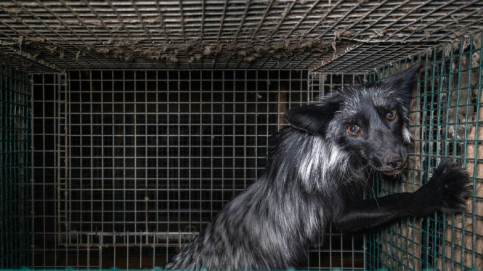 Tiersch&uuml;tzer prangern Zust&auml;nde in mehr als 30 Pelzzuchtfarmen in Europa an