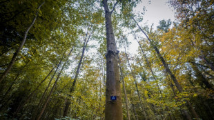La France acc&eacute;l&egrave;re sa d&eacute;carbonation, mais manque son objectif climatique &agrave; cause des for&ecirc;ts et des sols