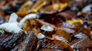 Europ&auml;ischer Gerichtshof: Deutschland verst&ouml;&szlig;t gegen Naturschutzpflichten