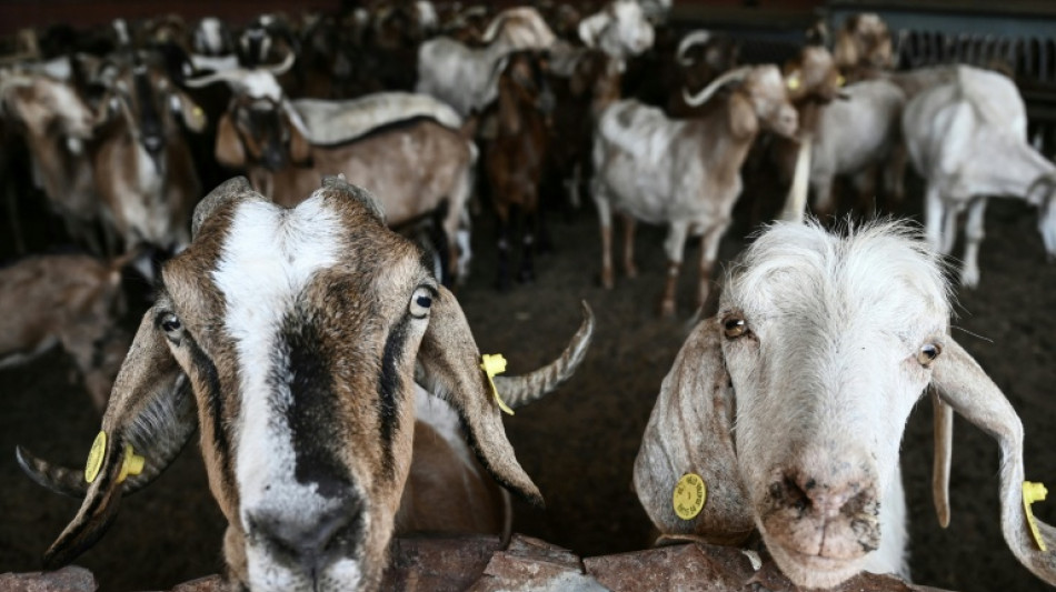 Attacke im Streichelgehege: Tierpark haftet nicht f&uuml;r Ziege