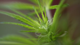M&aacute;s de 450 imputados en el Reino Unido en un gran operativo contra las plantaciones de cannabis