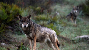 Wolf von Altona ist mutma&szlig;lich tot