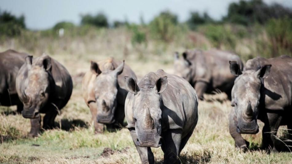 Mueren casi 500 rinocerontes por un aumento de la caza furtiva en Sud&aacute;frica