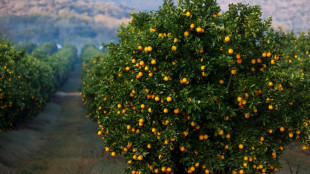 Tonnes of fruit stranded in EU, S.Africa battle of oranges