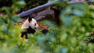 La France dit adieu &agrave; ses pandas sur le point de s'envoler pour la Chine