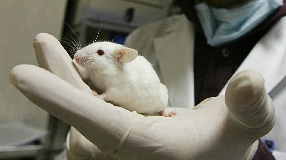 Rigenerata nei topi la cartilagine delle articolazioni