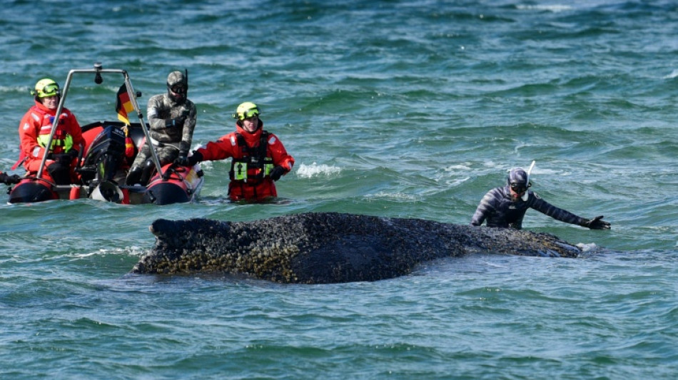 Allemagne: la baleine &eacute;chou&eacute;e sur la c&ocirc;te baltique s'est lib&eacute;r&eacute;e