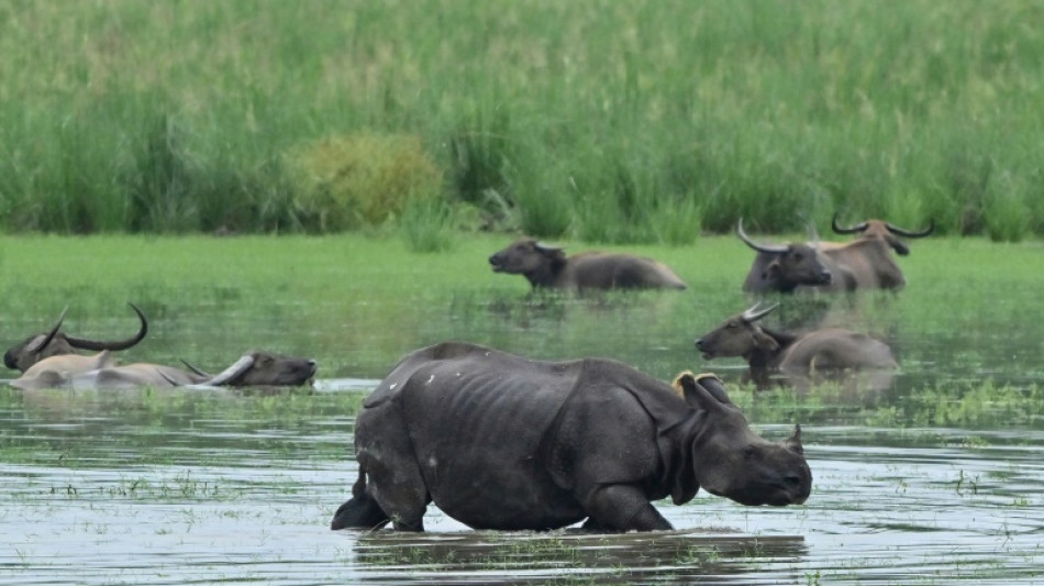 Monsun setzt Nationalpark in Indien unter Wasser: Sechs seltene Nash&ouml;rner tot