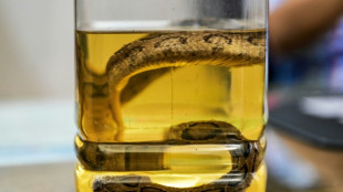 Snakebite surge as Bangladesh hit by record rains