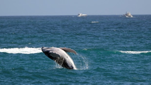 Las ballenas grises encogen a ritmo acelerado a medida que avanza el cambio climático