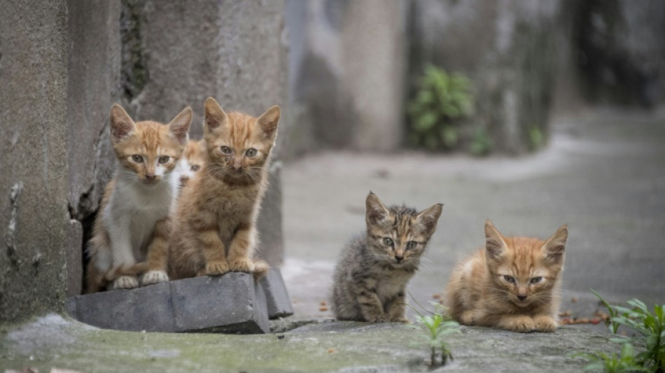 Unbekannte entsorgen in Rheinland-Pfalz Katzenbabys in M&uuml;lleimer