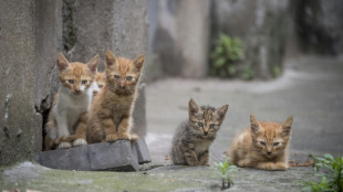 Unbekannte entsorgen in Rheinland-Pfalz Katzenbabys in M&uuml;lleimer