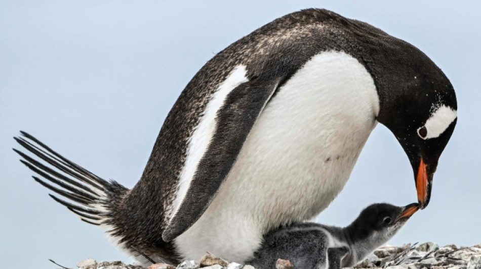Penguins bring forward breeding season as Antarctica warms: study