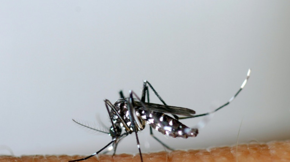 Dengue: d&eacute;j&agrave; un record de cas import&eacute;s en France m&eacute;tropolitaine, avant m&ecirc;me les JO