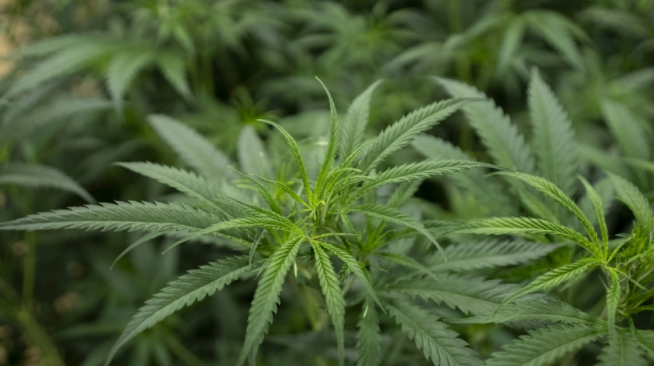 Umfrage zu Cannabisgesetz: Mehr als die H&auml;lfte gegen Aufhebung von Teillegalisierung