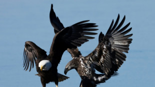 El gobierno de Trump debilita a&uacute;n m&aacute;s la protecci&oacute;n de especies en peligro de extinci&oacute;n en EEUU