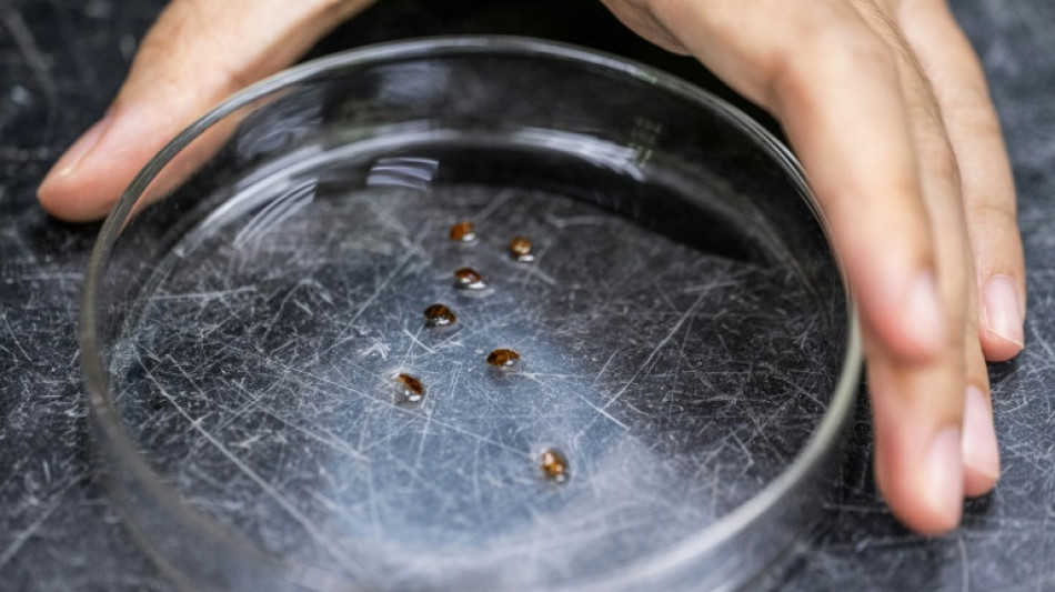 Malaysian scientists recruit bed bugs as crime scene sleuths