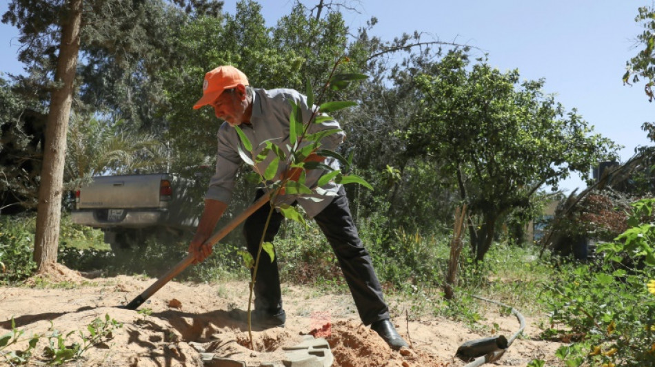 Dans l'ouest de la Libye, d&eacute;forestation, s&eacute;cheresse et urbanisation "ont tout d&eacute;truit"