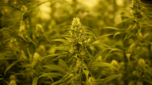 La Guardia Civil española anuncia un decomiso récord de marihuana