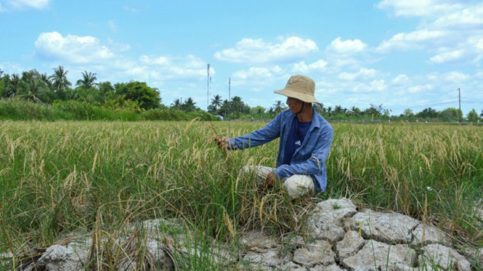 El recrudecimiento de los episodios de calor extremo lleva a la agricultura mundial "al l&iacute;mite"