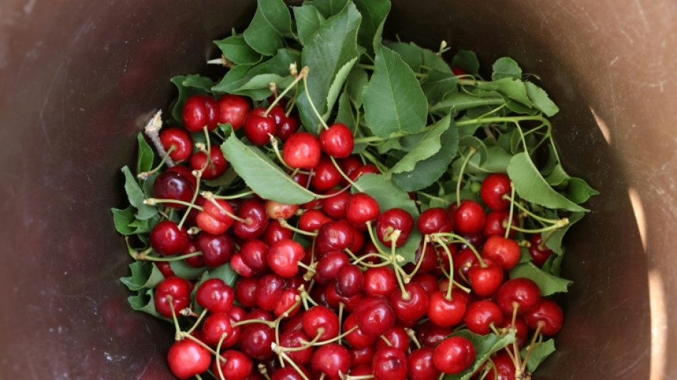 Fr&uuml;he Bl&uuml;te und sp&auml;te  Fr&ouml;ste: Schlechte Kirschenernte in diesem Sommer