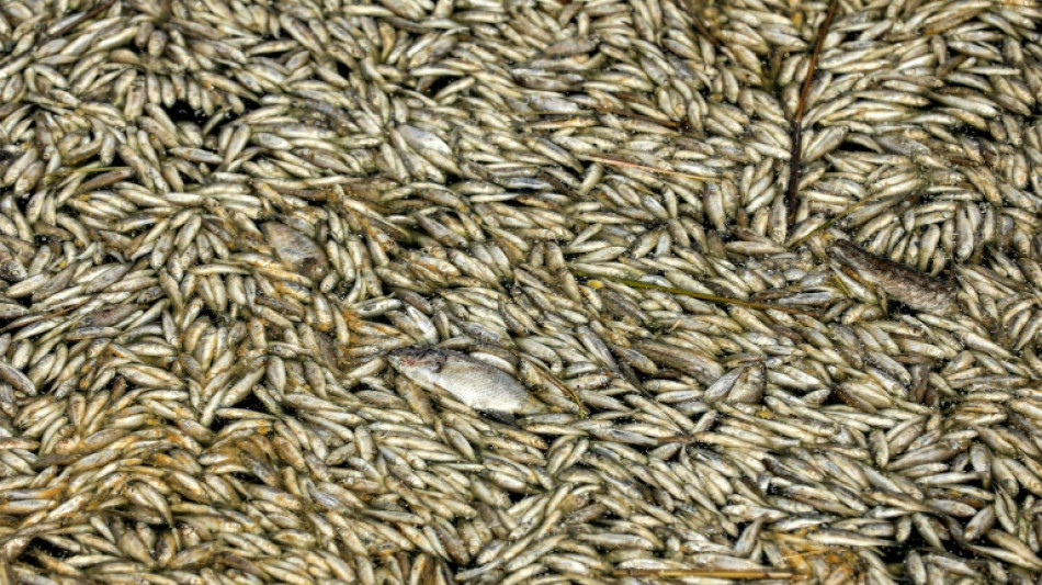 Hallados miles de peces muertos a orillas de un río en Irak